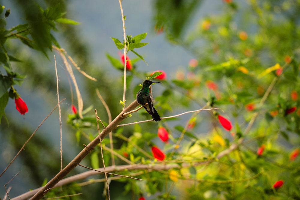 Wat te doen Colombia, vogelspotten Minca