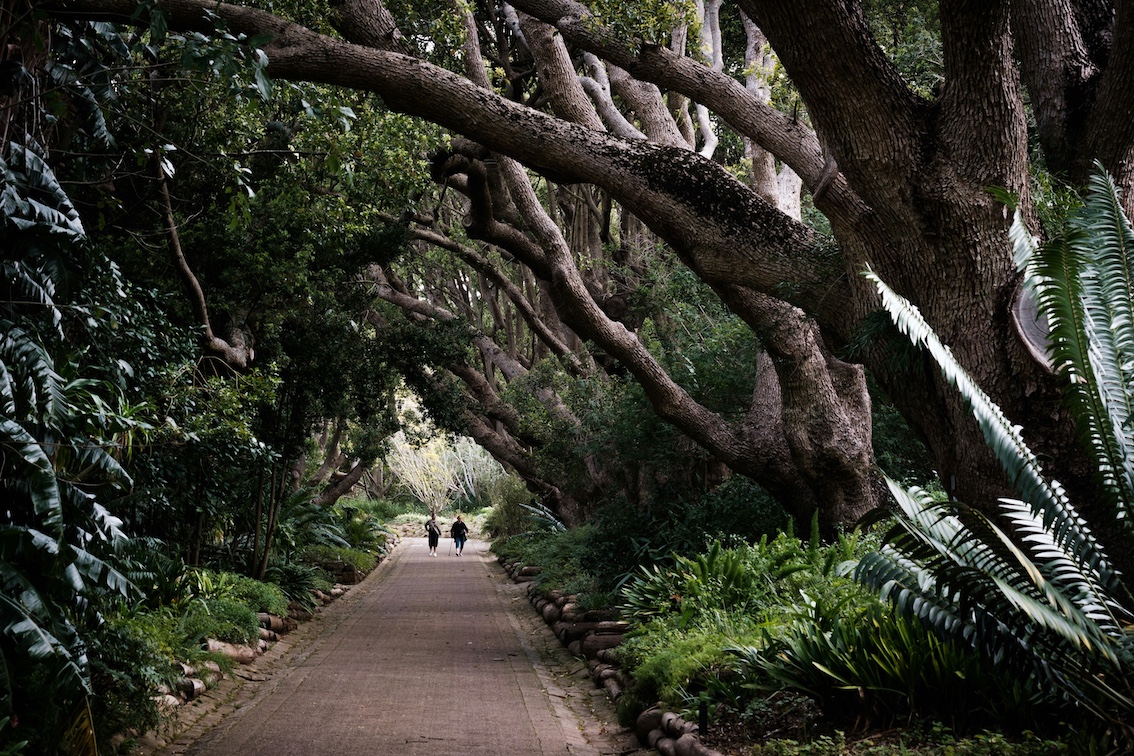 botanische tuinen Kirstenbosch