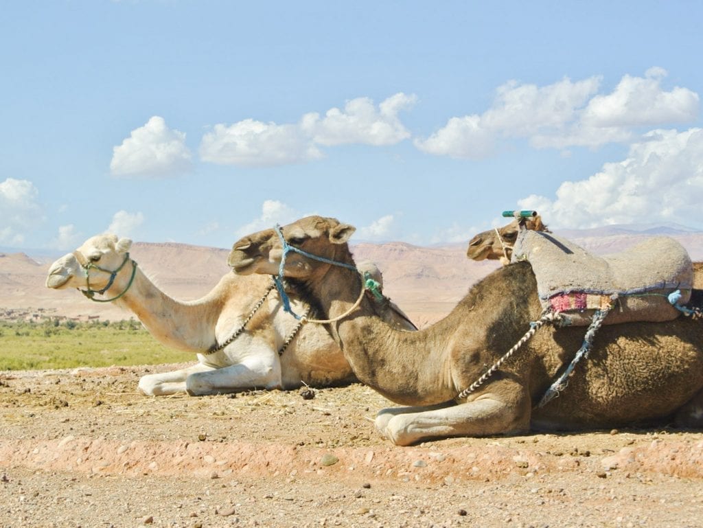 Wat te doen in Marrakech tips kamelentocht woestijn