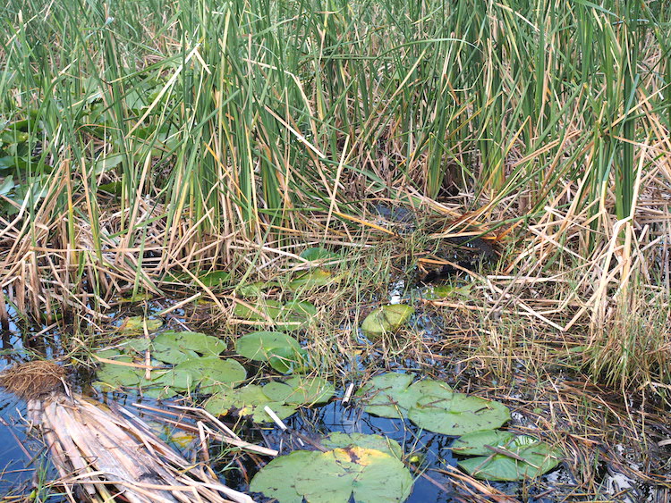 Wat te doen in Orlando airboat krokdillen