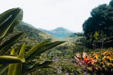 Wat te doen op Jamaica, Bluemountains