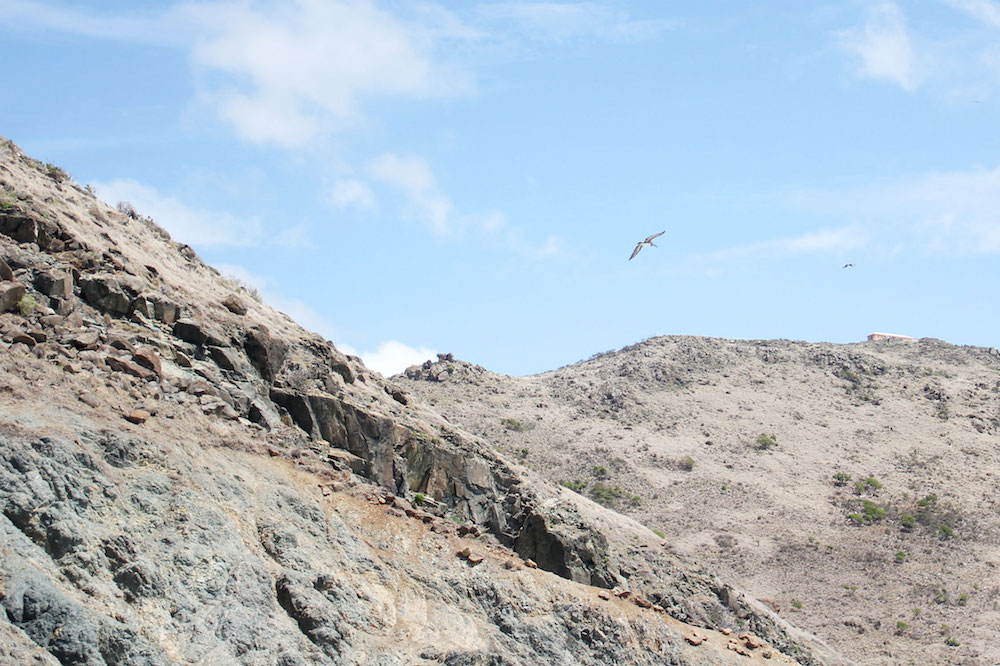 Wat te doen op Sint-Maarten activiteiten Point Blanche vogels