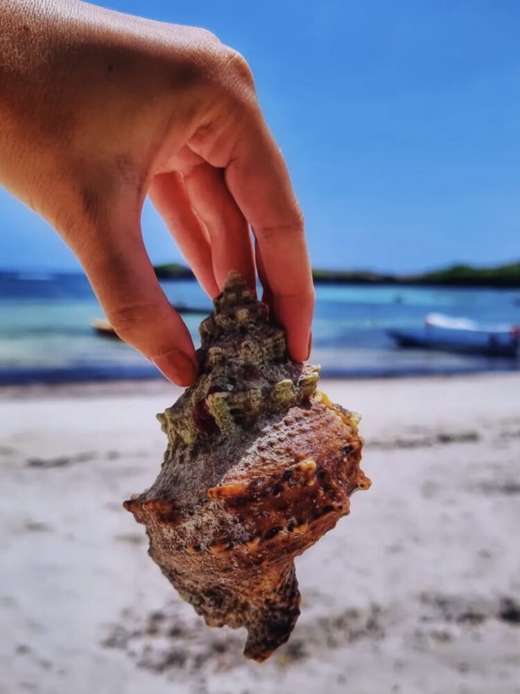 Watamu beach schelpen zoeken
