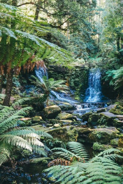 Waterval Daintree Forest