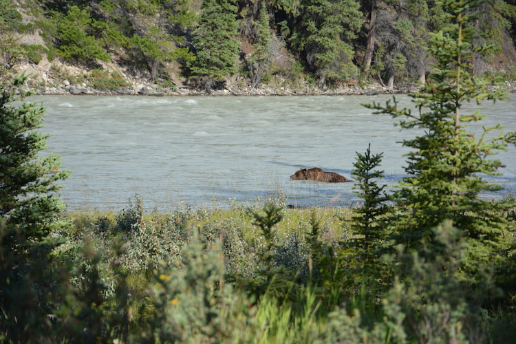 West Canada rondreis beren Jasper national park