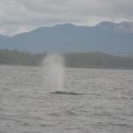West Canada walvissen spotten Tofino