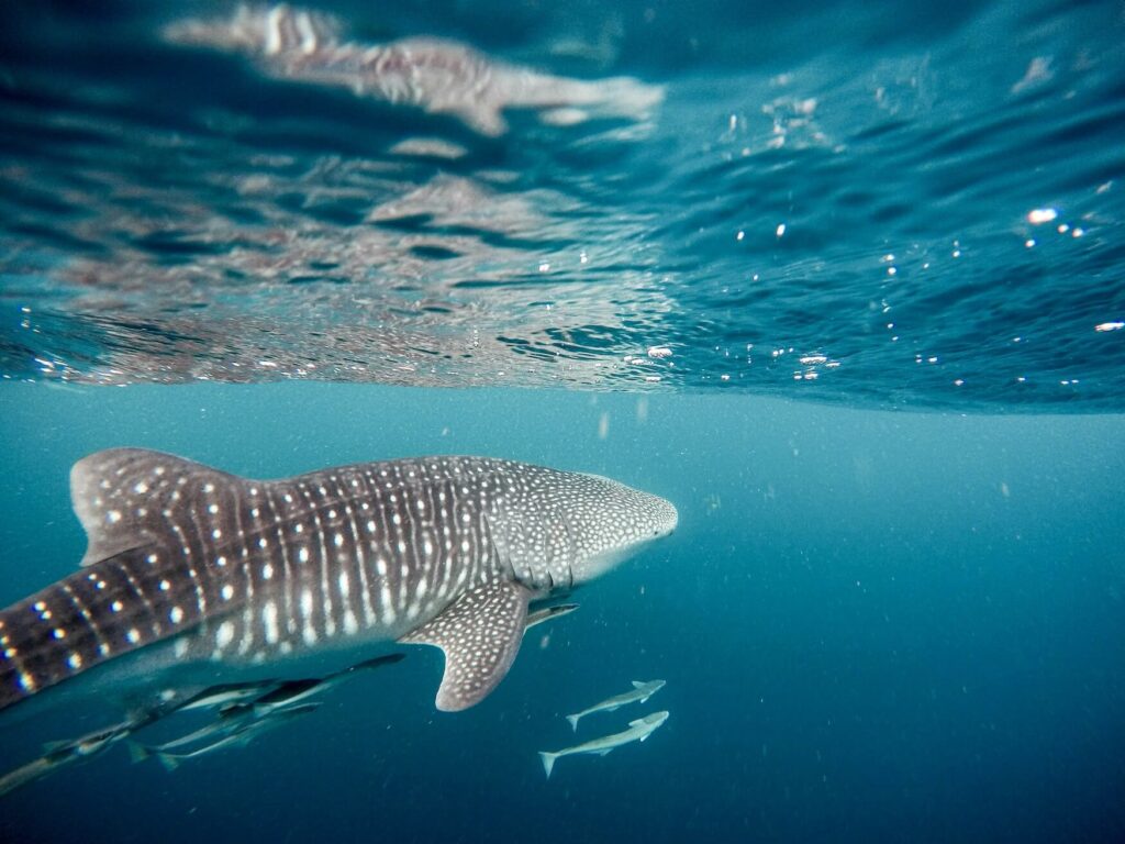 Whale sharks bij Leyte