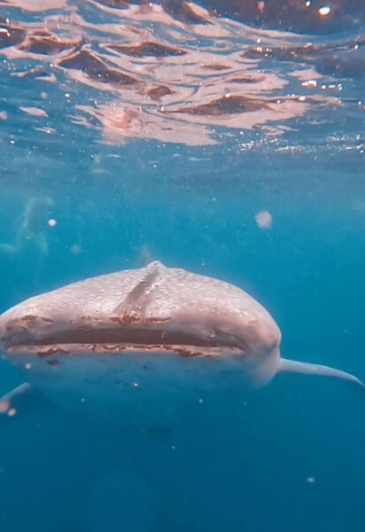 Whaleshark bij Leyte