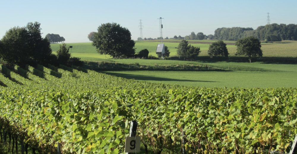 Wijngaard in Limburg, Kruisboom