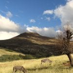 Wildlife lesotho