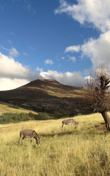 Wildlife lesotho