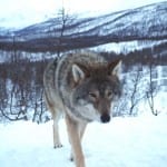 Wolf in noorwegen