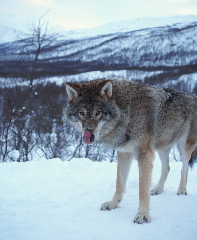 Wolf in noorwegen