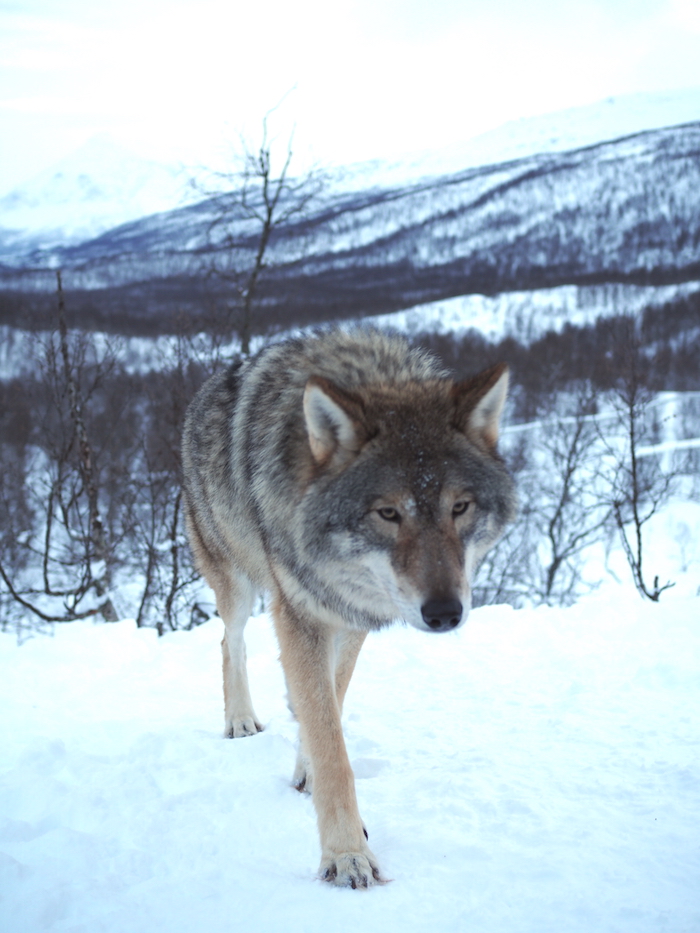 Wolf in noorwegen