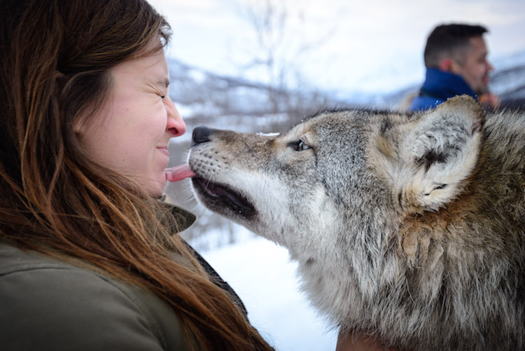 Wolf kiss Polar Park Noorwegen