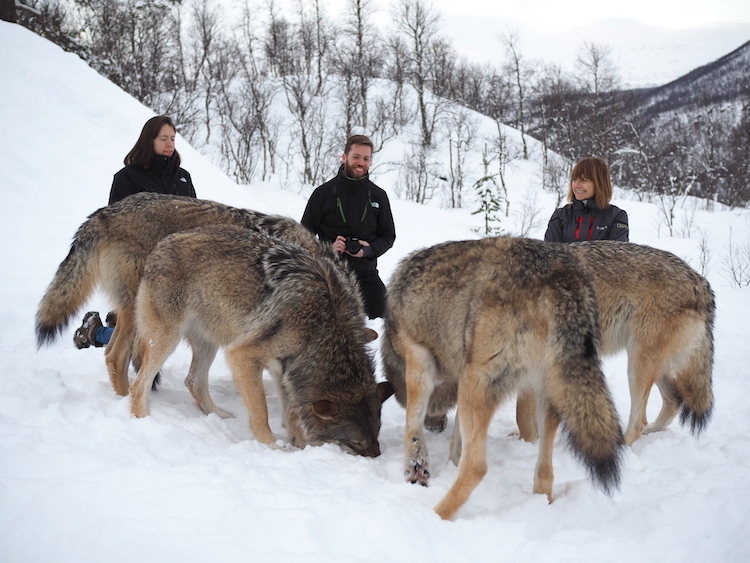 wolven groep polar park