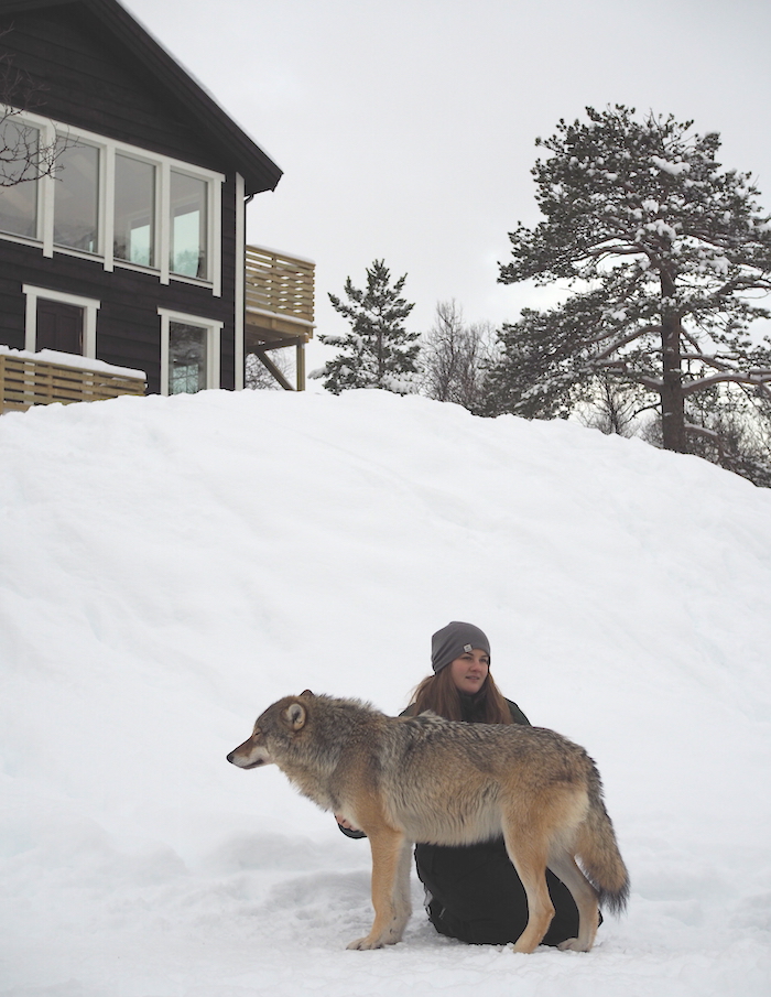 Polar park gids