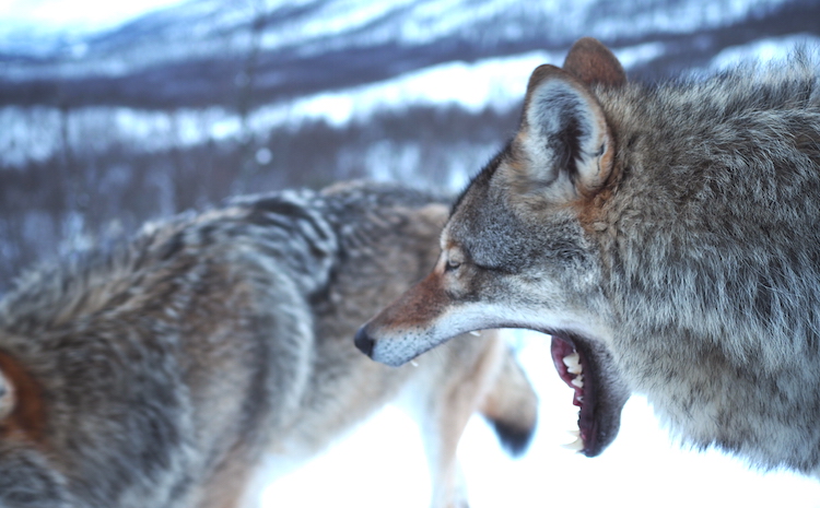wolven gaap noorwegen