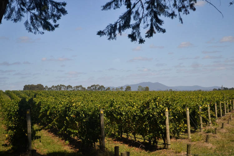 Yarra valley australie