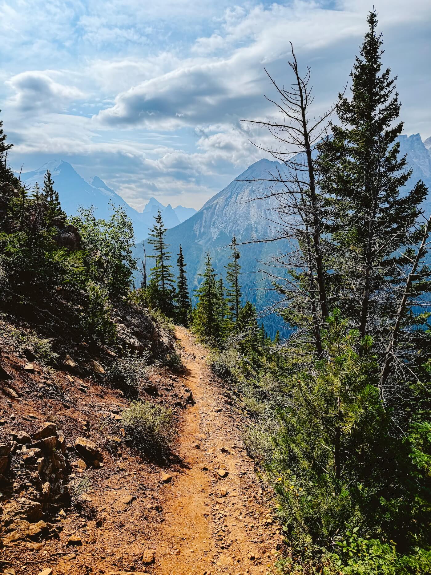 Yoho Trail door bos