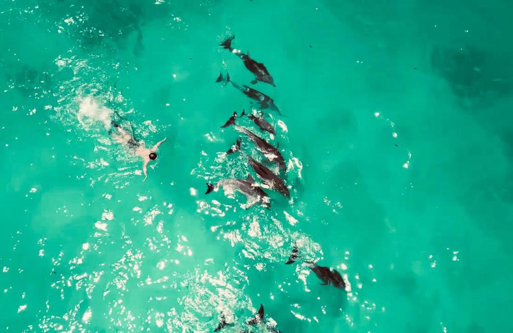 Zanzibar backpacken zwemmen dolfijnen