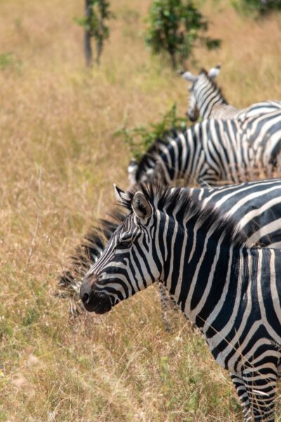 Zebra Akagera Rwanda