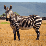 Zebra de hoop zuid afrika