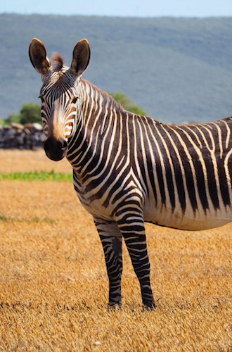 Zebra de hoop zuid afrika