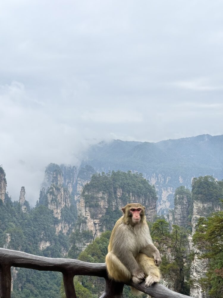 Zhangjiajie aapje