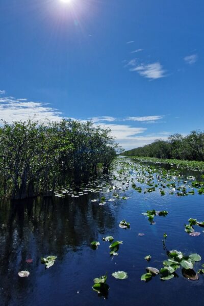 Zonnige dag in de Everglades
