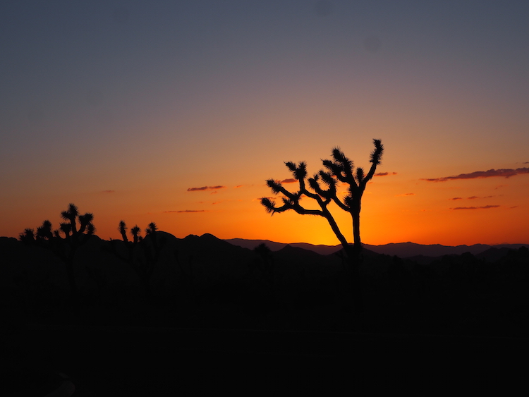 Zonsondergang mojave woestijn joshua tree national park