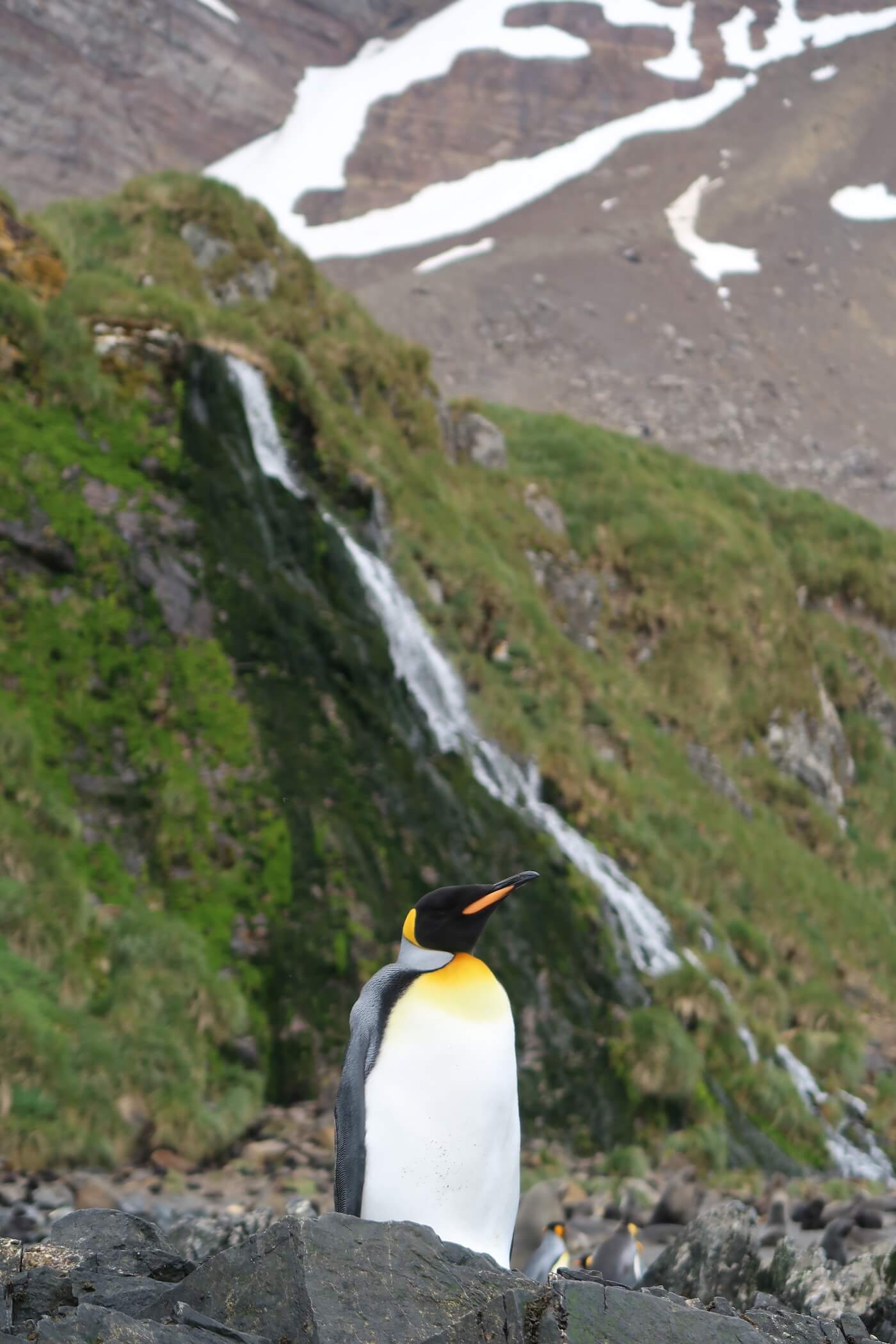 Zuid Georgia dieren pinguins waterval