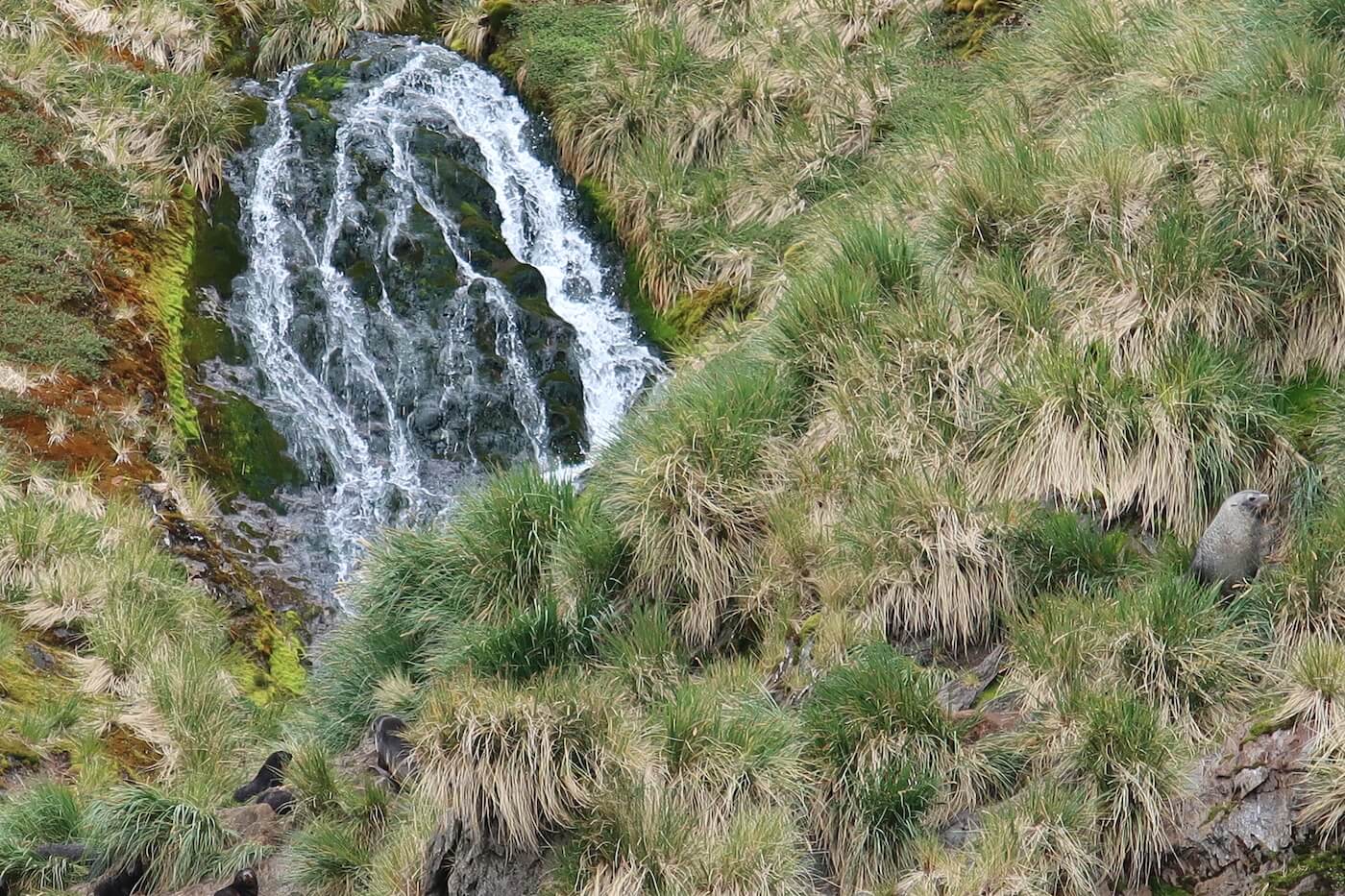 Zuid Georgia dieren zeehond verstopt waterval