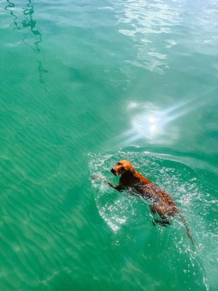 Zwemmende hond, Utila