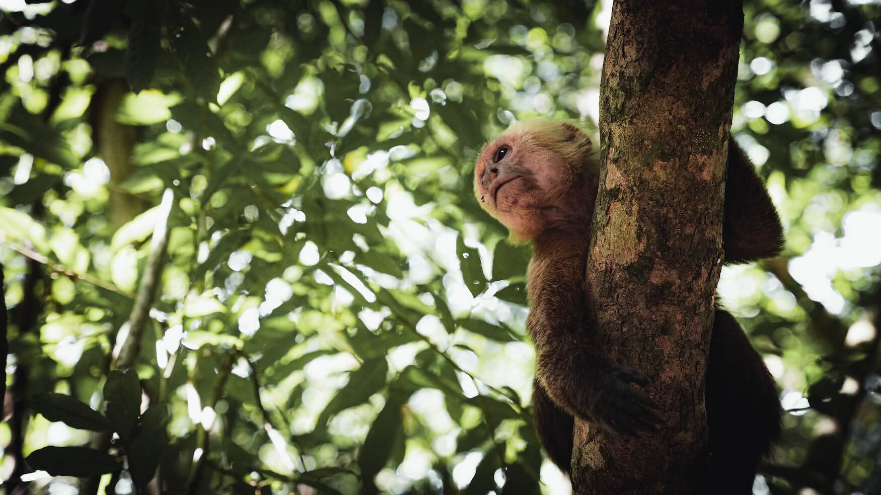 aapje in boom Ciudad Perdida
