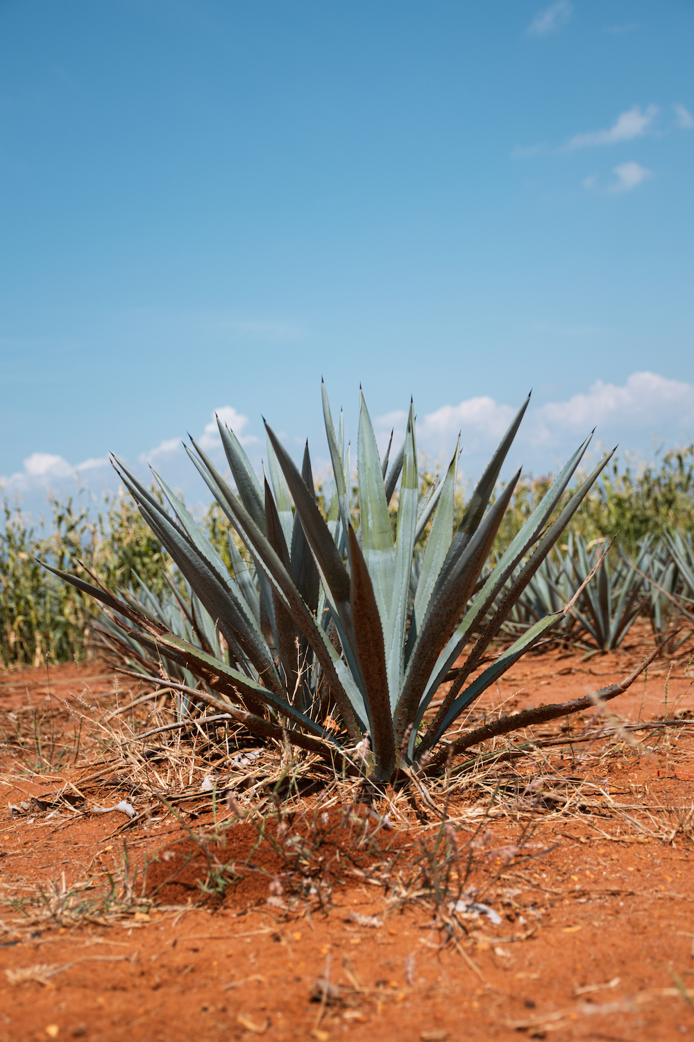 agave plant tequila