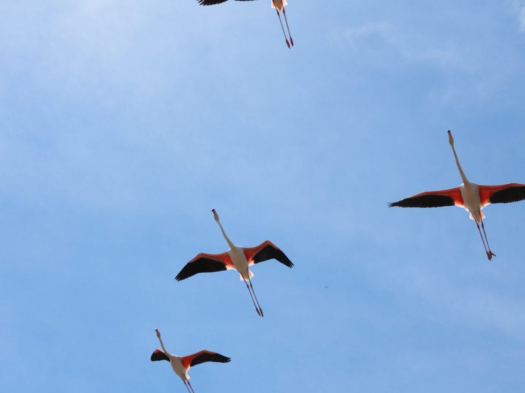 aigues mortes flamingo's frankrijk