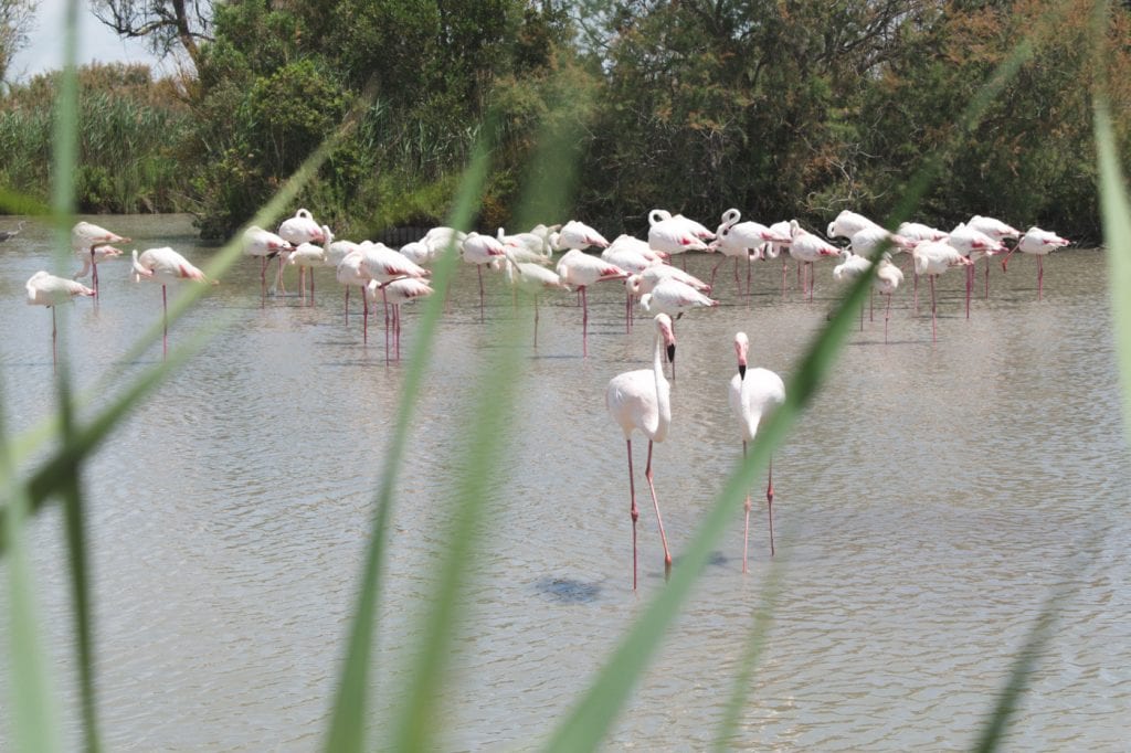 aigues mortes flamingo's frankrijk-2