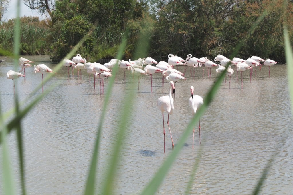 aigues mortes flamingo's frankrijk-2
