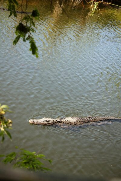 alligator in het water in Everglades