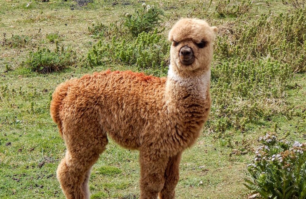 alpaca peru palccoyo