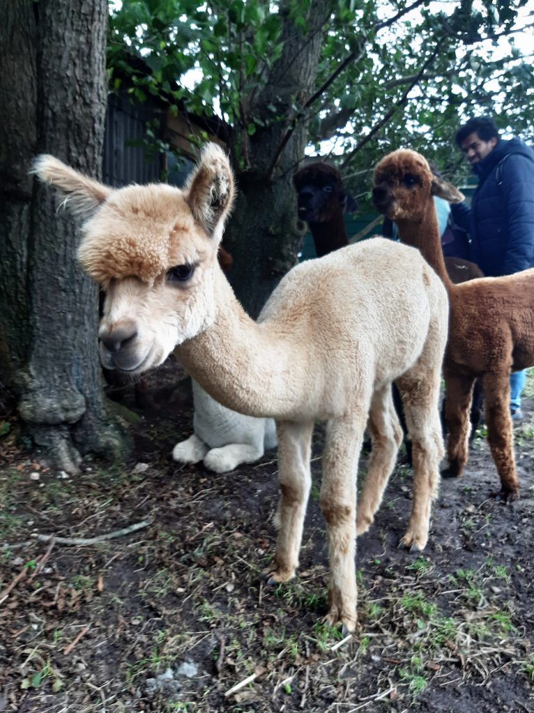 alpaca's knuffelen