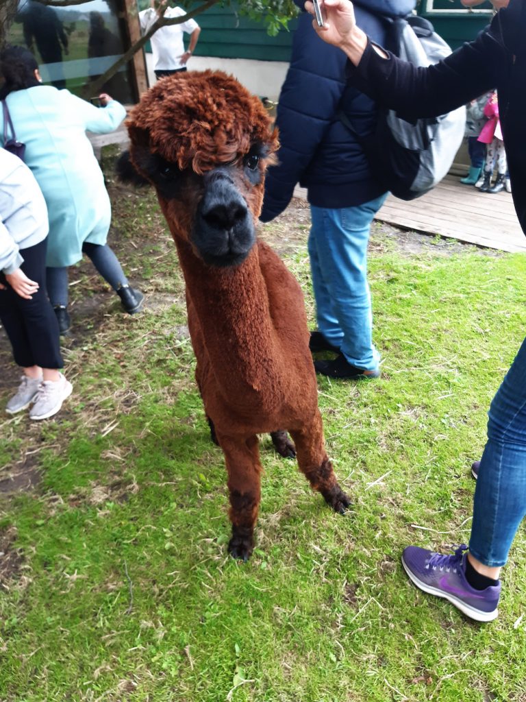 alpaca's knuffelen feed & meet
