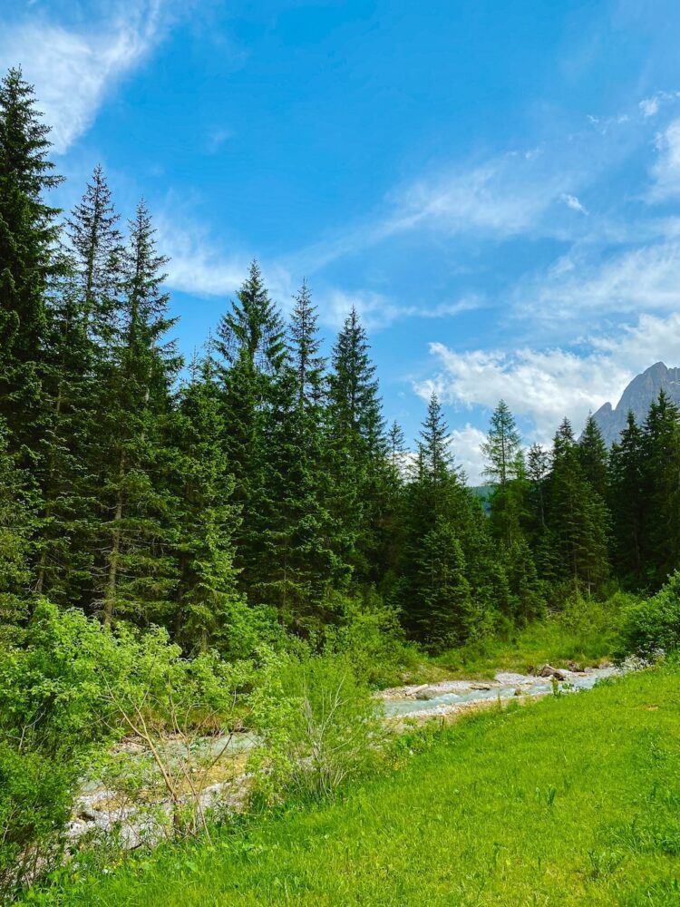 alpenweide en naaldbomen Dolomieten