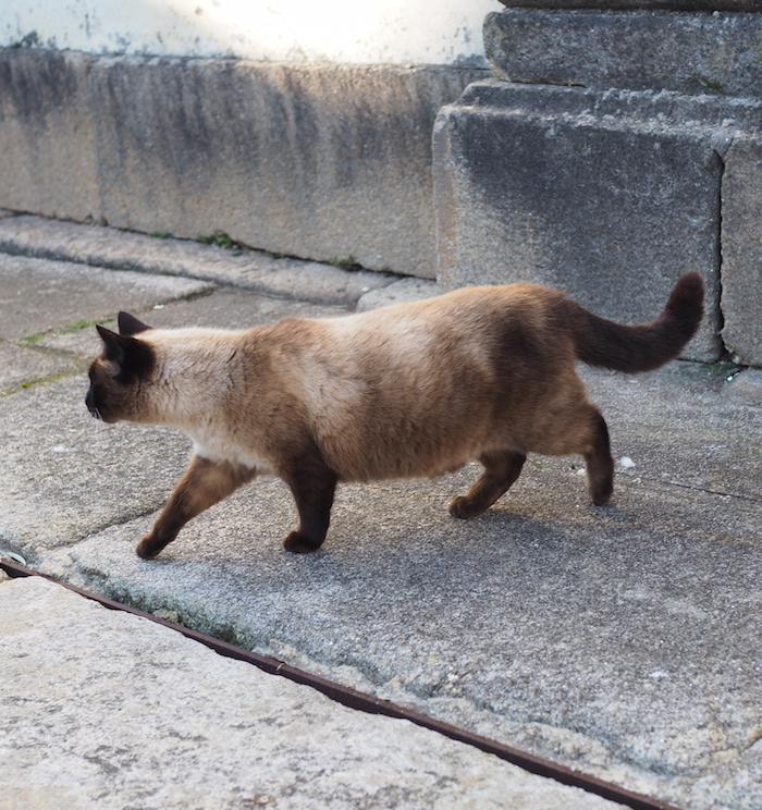 Kat in Valenca do Minho