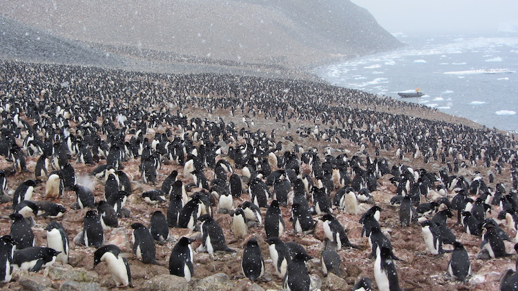 antarctica