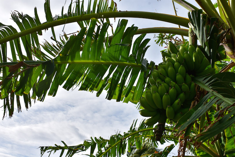 antigua barbuda bananen
