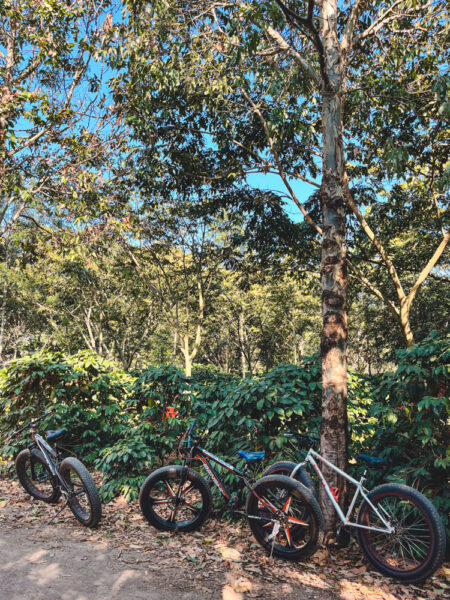 antigua guatemala coffee bike tour