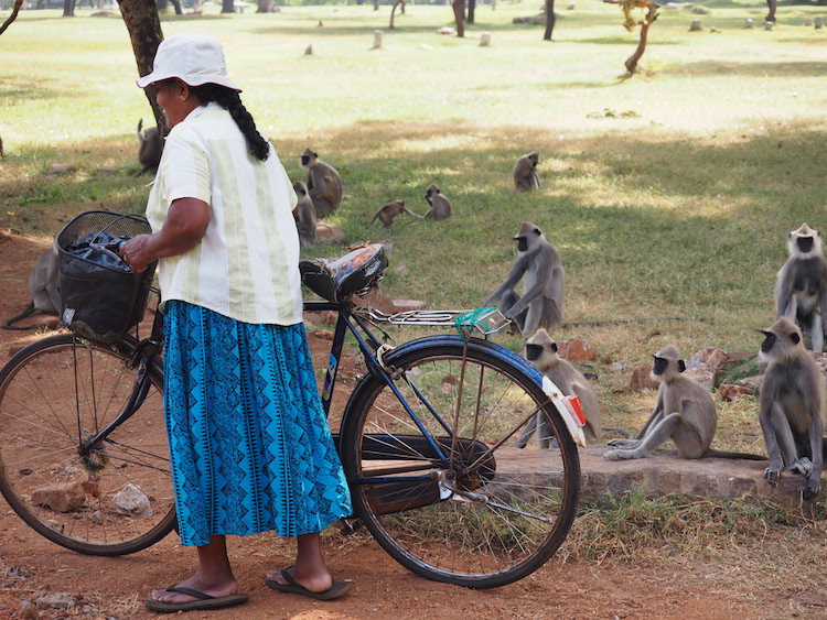 apen-buiten-Ruwanweliseya-anuradhapura