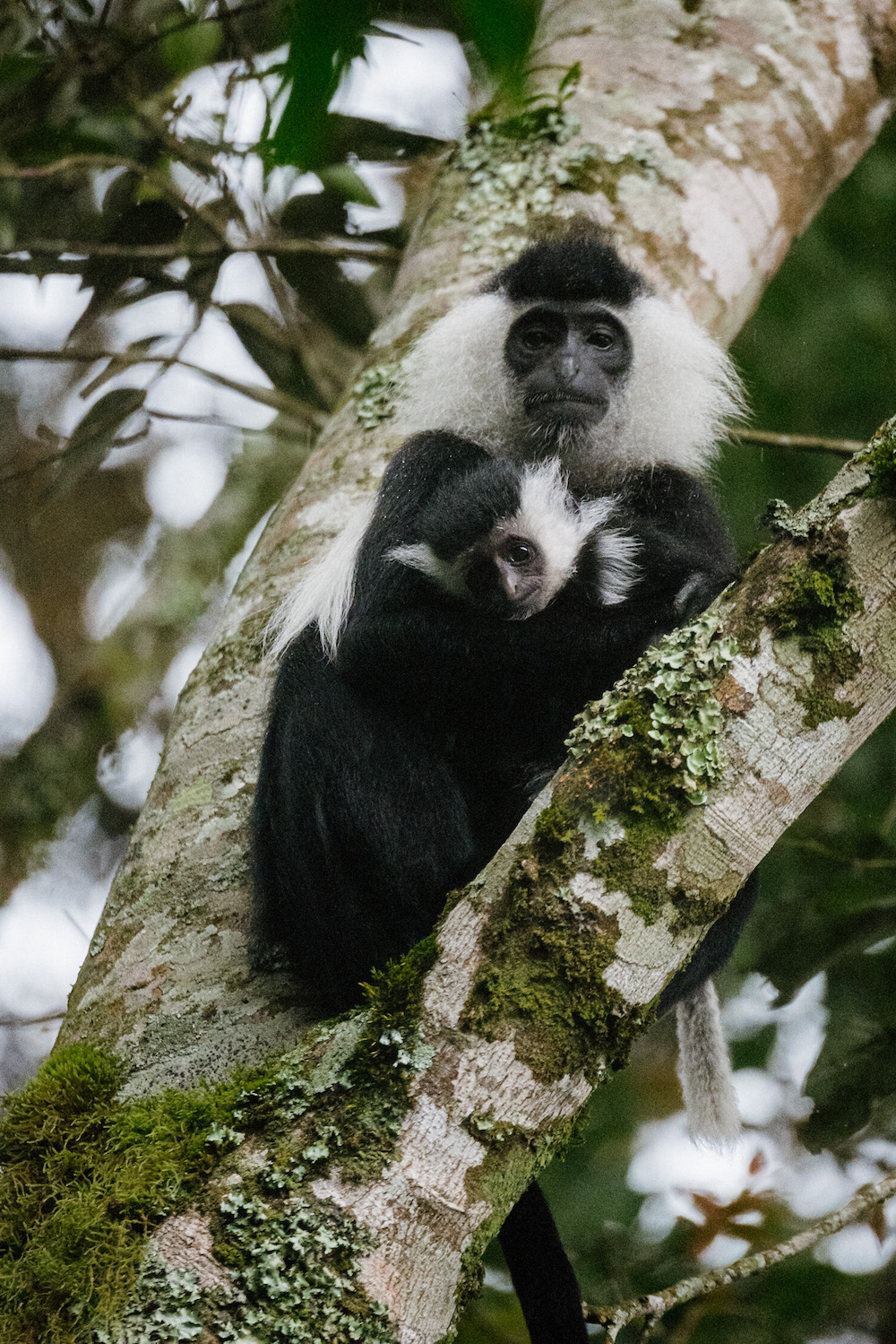 apen in rwanda reizen